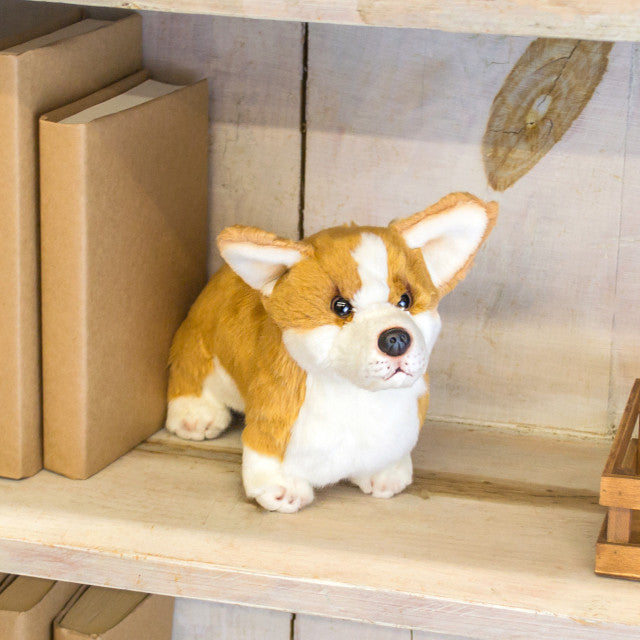 Corgi Small